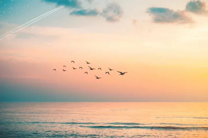 nature positive view of birds flying over the ocean during sunset