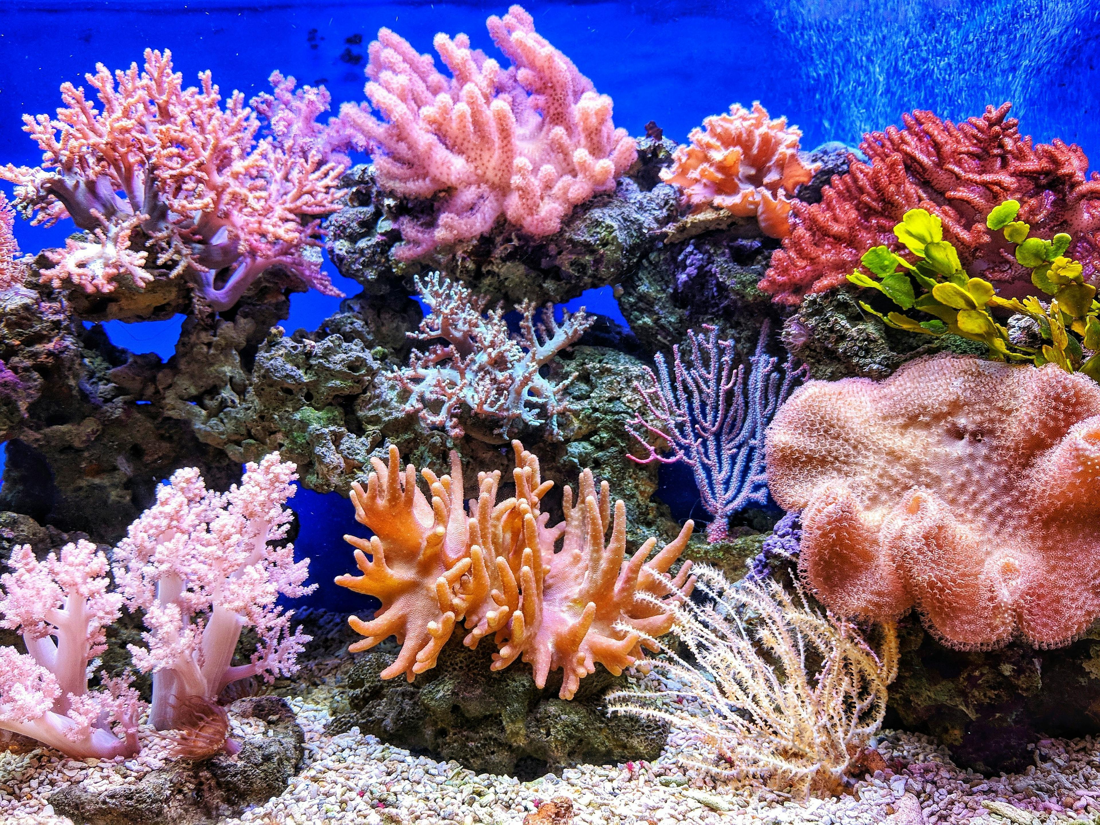 Nature positive coral reef 